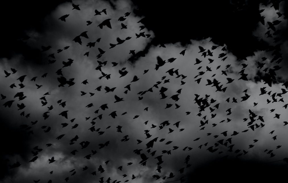 bats in the sky